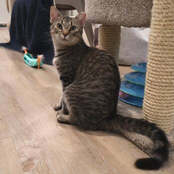 Mothball -  Domestic Short Hair Cat for Adoption in Saint Charles, Missouri - Mothball | PetCurious