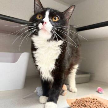 SERIE -  Domestic Short Hair Cat for Adoption in Aurora, Colorado - SERIE | PetCurious