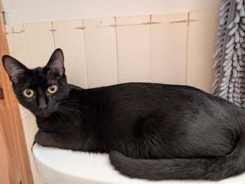 Misty Mama -  Domestic Short Hair Cat for Adoption in Liberty, New York - Misty Mama | PetCurious