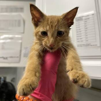 Alexander -  Domestic Short Hair Cat for Adoption in Greenville, South Carolina - Alexander | PetCurious