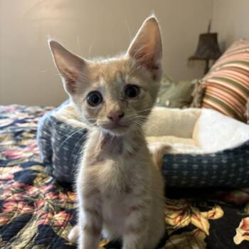 Polaris -  Tabby and Domestic Short Hair Cat for Adoption - Polaris | PetCurious