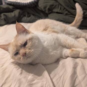 Sunny White -  Domestic Short Hair Cat for Adoption in Eagle Mountain, Utah - Sunny White | PetCurious
