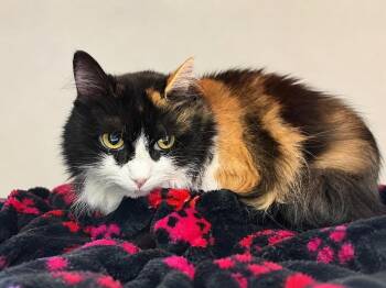 Missie -  Domestic Long Hair Cat for Adoption in Saint Paul, Minnesota - Missie | PetCurious