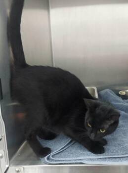 Clue -  Domestic Short Hair Cat Available for Adoption in Hartsville, South Carolina - Clue | PetCurious