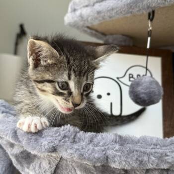 Rescue Domestic Short Hair Cats for Adoption in Delaware, Ohio - Enchant | PetCurious