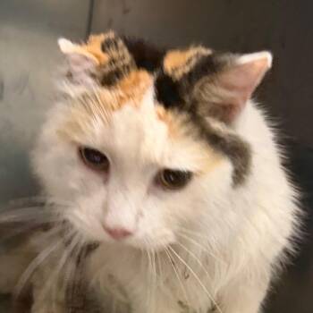 Fajita -  Domestic Medium Hair Cat for Adoption in Greensboro, North Carolina - Fajita | PetCurious