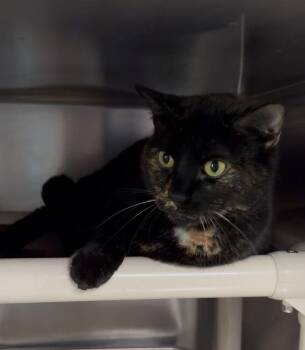 Charmaine -  Domestic Short Hair Cat for Adoption in Wheaton, Illinois - Charmaine | PetCurious