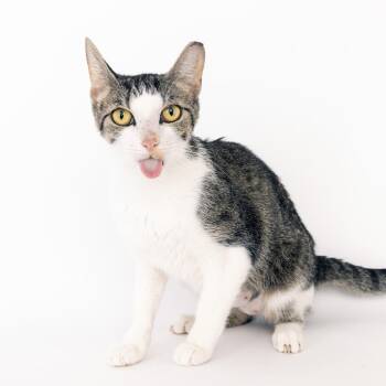 Betty -  Domestic Short Hair Cat for Adoption in Franklin, Tennessee - Betty | PetCurious