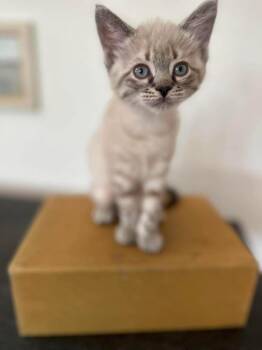 Rusty -  Siamese Cat for Adoption in Sedalia, Colorado - Rusty | PetCurious