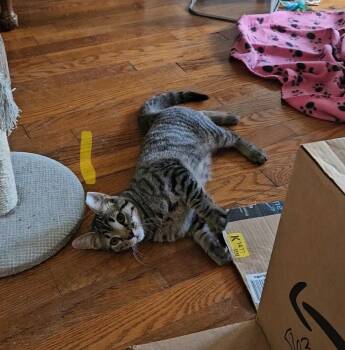 Rescue Tabby Cats for Adoption in Cleveland, Ohio - Lil Tom | PetCurious