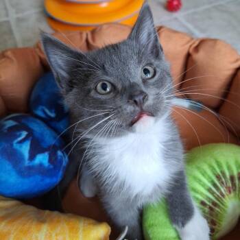 Haze -  Domestic Short Hair Cat for Adoption in Chattanooga, Tennessee - Haze | PetCurious