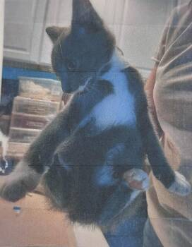 Matrix Freeport -  Domestic Short Hair Cat for Adoption in Westbury, New York - Matrix Freeport | PetCurious