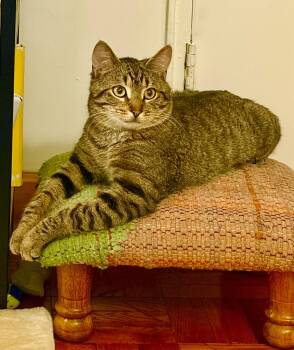 Huggy -  Domestic Short Hair Cat for Adoption - Huggy | PetCurious