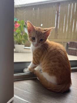 Rescue Tabby Cats for Adoption in San Antonio, Texas - Loki | PetCurious