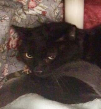 Luka -  Domestic Short Hair Cat for Adoption in Elmira, New York - Luka | PetCurious