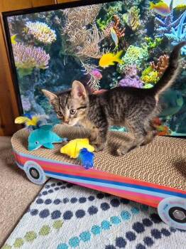 C328 Litter Johnnie -  Domestic Short Hair and Tabby Cat for Adoption in Livonia, Michigan - C328 Litter Johnnie | PetCurious