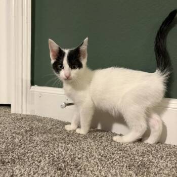 Clara -  Domestic Short Hair Cat for Adoption in Houston, Texas - Clara | PetCurious