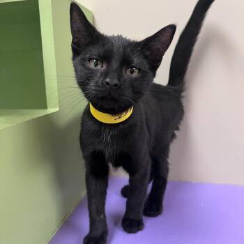 Nugget -  Domestic Short Hair Cat for Adoption in Arlington Heights, Illinois - Nugget | PetCurious