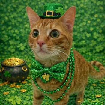 Domestic Short Hair Cats Available for Adoption - Campbell | PetCurious