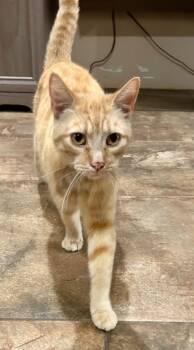 Quintus -  Domestic Short Hair Cat for Adoption in Cottonwood, Arizona - Quintus | PetCurious