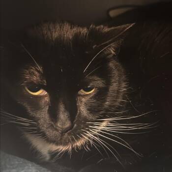 Domestic Short Hair Cats Available for Adoption - Lady Winston Peppercorn | PetCurious