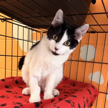 American Bobtail Cats Available for Adoption in Franklin, North Carolina - Scorpion | PetCurious