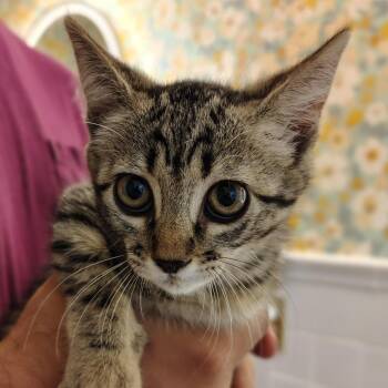 Jimmy -  Domestic Short Hair Cat for Adoption in Titusville, Florida - Jimmy | PetCurious