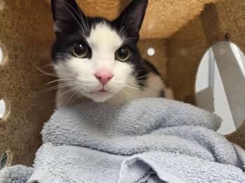 Domestic Short Hair Cats Available for Adoption in Kent, Washington - TUX | PetCurious