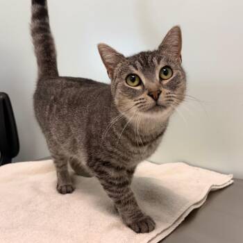Toast -  Domestic Short Hair Cat for Adoption in Clavet, Saskatchewan - Toast | PetCurious