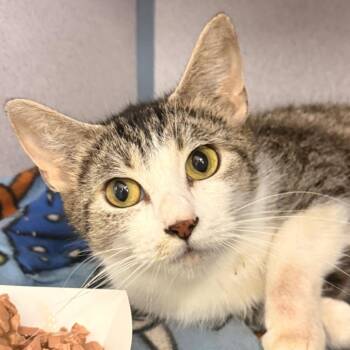 Loralyn -  Domestic Short Hair Cat for Adoption in Evansville, Indiana - Loralyn | PetCurious