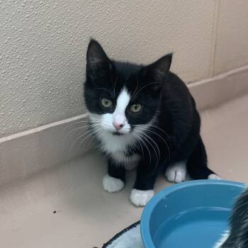 Rescue Domestic Short Hair Cats for Adoption in Mebane, North Carolina - Pip | PetCurious