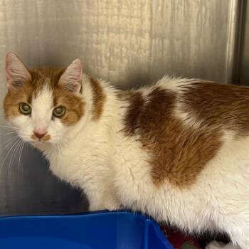Tommy -  Domestic Medium Hair Cat for Adoption in Winston-salem, North Carolina - Tommy | PetCurious