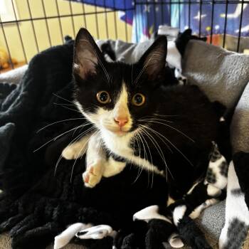 Destiny -  Domestic Short Hair Cat for Adoption in Mineral Point, Wisconsin - Destiny | PetCurious