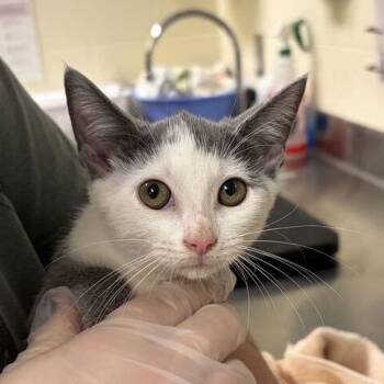 Opossum -  Domestic Short Hair Cat for Adoption in Asheville, North Carolina - Opossum | PetCurious