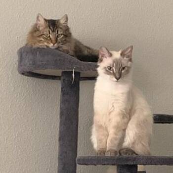 Domestic Medium Hair Cats Available for Adoption - Stucco & Cellar | PetCurious