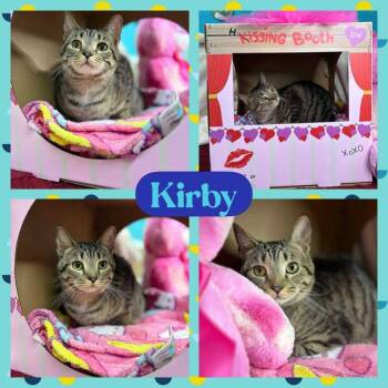 Rescue American Shorthair Cats for Adoption in Huntington, West Virginia - Kirby | PetCurious