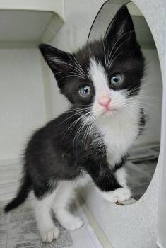 Domestic Short Hair Cats Available for Adoption in Fayetteville, West Virginia - Jerry | PetCurious
