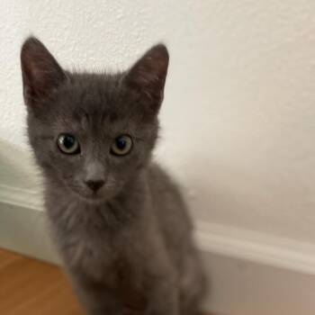 Liberty -  Domestic Short Hair and Russian Blue Cat Available for Adoption in Elfin Forest, California - Liberty | PetCurious