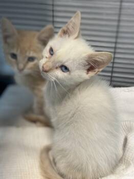 Saber -  Domestic Short Hair Cat for Adoption in Stafford, Virginia - Saber | PetCurious
