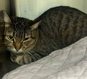 Daisy -  Domestic Short Hair Cat for Adoption in Disputanta, Virginia - Daisy | PetCurious