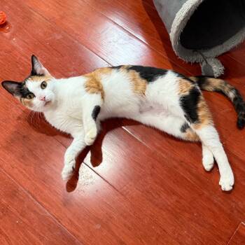 Rescue Domestic Short Hair Cats for Adoption in Gibsonia, Pennsylvania - Pitter Patter | PetCurious