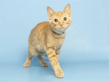 LEO -  Domestic Short Hair Cat for Adoption in Phoenix, Arizona - LEO | PetCurious
