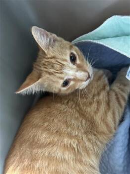 RASPUTIN -  Domestic Short Hair Cat for Adoption in San Antonio, Texas - RASPUTIN | PetCurious