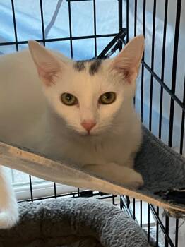 Rescue Domestic Short Hair Cats for Adoption in Lunenburg, Massachusetts - Nieva | PetCurious