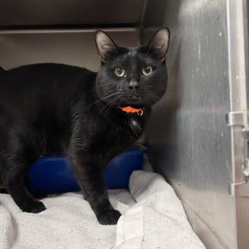 Midnight -  Domestic Short Hair Cat Available for Adoption in La Grange Park, Illinois - Midnight | PetCurious