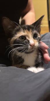 Faye (Wong) -  Domestic Short Hair Cat for Adoption in Montreal, Quebec - Faye (Wong) | PetCurious