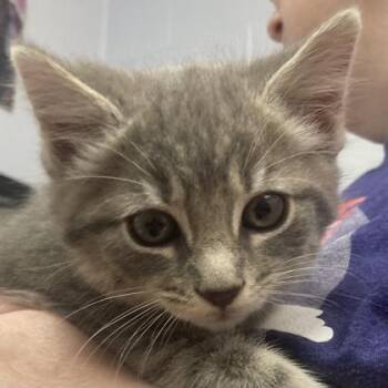 Domestic Short Hair Cats Available for Adoption in Cincinnati, Ohio - Peas | PetCurious