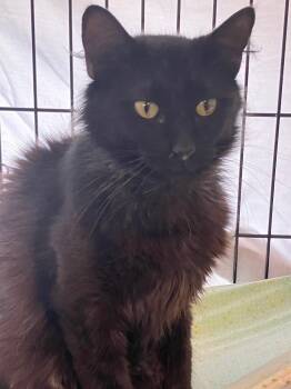 Huey -  Domestic Short Hair Cat for Adoption in Lunenburg, Massachusetts - Huey | PetCurious