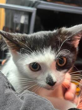 Frankie -  Domestic Short Hair Cat for Adoption in Littlestown, Pennsylvania - Frankie | PetCurious