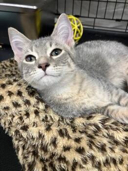 Domestic Short Hair Cats Available for Adoption - Silva | PetCurious